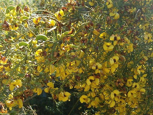 Bright yellow flowers with dark centers on a green plant