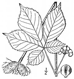 Sketch of ginseng leaf and root