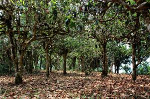 A canopy of large tea trees