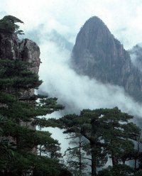 A steep rocky mountain with fog and pine trees