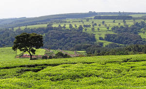 Tea fields in rolling hills with scattered trees