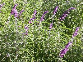 Lavender plant in bloom