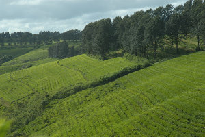 Fields of tea on a slope lined by rows of trees