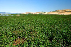 Mint fields with irrigation and mountains in the background