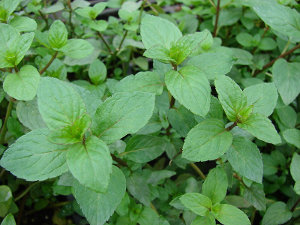 A peppermint plant with light reddish stems and rounder leaves