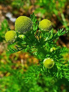 Pineapple weed, showing fine, fernlike leaves and a small, dense yellow compound flowerhead