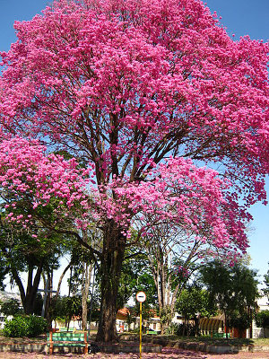 A large ornamental tree covered in showy, pink blossoms