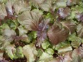 Red shiso plant