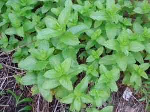 Spearmint in a garden bed