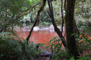 Tannins in a forested river, showing a deep red-brown water