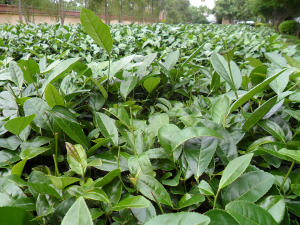 Closeup of tea plants growing densely
