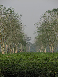A garden of flat tea bushes lined with rows of taller trees