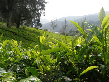 Tea plants growing in a tea plantation