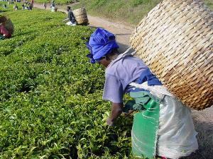 A woman picking tea in Tanzania, with a big basket on her back
