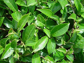Tea Plant With Leaves