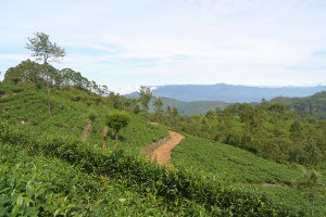 A tea plantation on a hillside with a dirt road down the middle