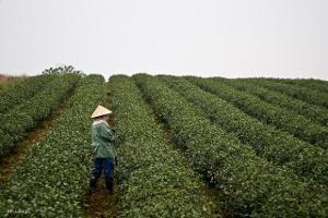 A worker with a hat standing in a field of tea plants planted in rows