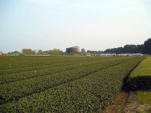 Flat, orderly fields of tea in rows, with a clear sky