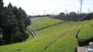 Fields of tea with a wall in the background and evergreen trees on the left