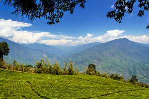 A tea garden with mountains in the background and white clouds in a blue sky, and overhanging trees