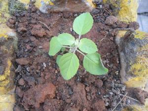 A young tulsi plant growing in exposed soil