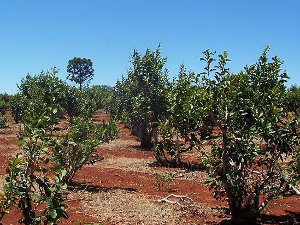 Yerba mate trees growing with bare soil showing