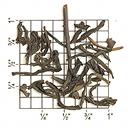 Picture of tea