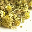 Picture of Egyptian Chamomile