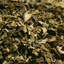 Picture of Green Tea