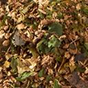 Picture of Ginger Herbal Infusion Tea