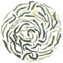 Picture of Jasmine Green Tea
