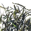 Picture of tea