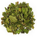 Picture of Pacific Peppermint