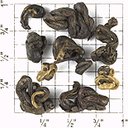 Picture of ZYO7: Black Snail