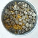 Picture of Osmanthus Dragon Pearls