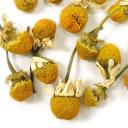 Picture of Chamomile