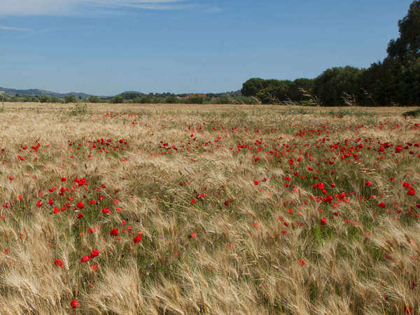 Straw-colored field of grain (barley) dotted with numerous bright red poppy blooms