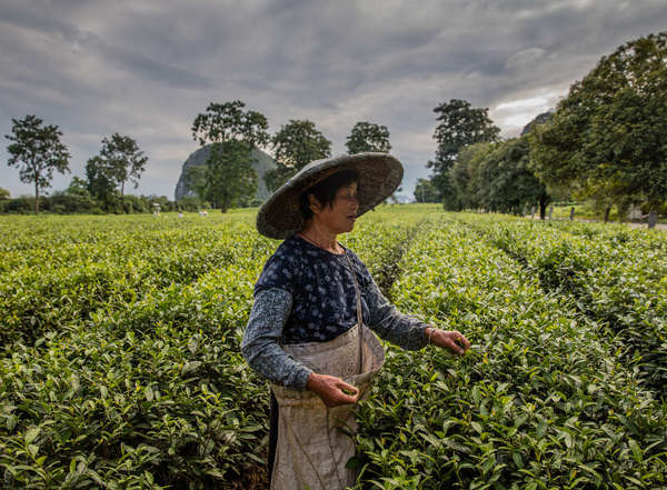 Woman wearing a wide-rimmed hat, in a tea field on a cloudy day, trees in the background