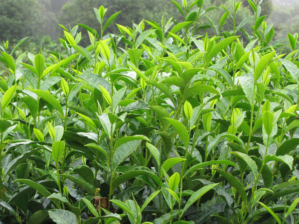 A dense, vibrant green mess of growing tea shoots, with new leaves and buds