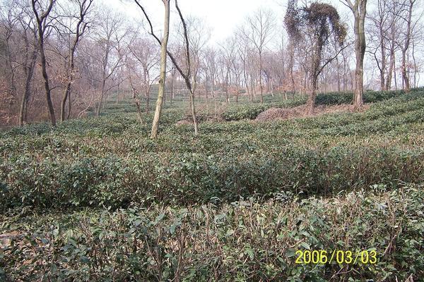 Rough-looking tea plants in a plantation, with many bare deciduous trees in distance
