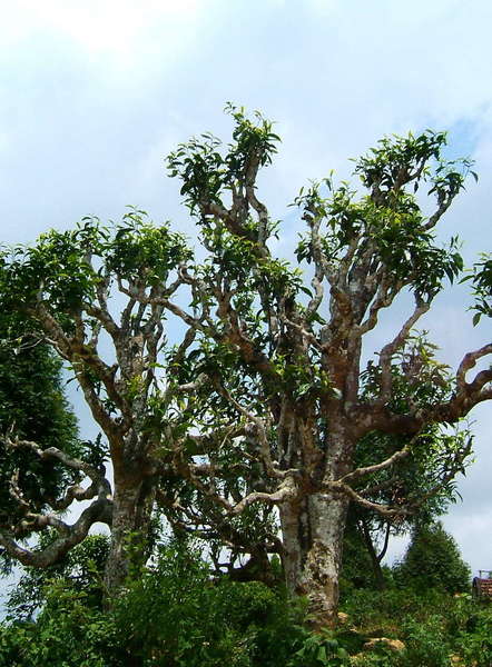 Gnarly, old trees with thick trunks, showing only sparse leaf growth at the very top, against a pale blue sky