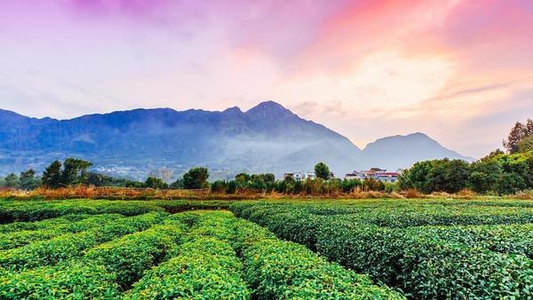 Flat tea fields with mountains in distance under striking pink-orange sky at twilight