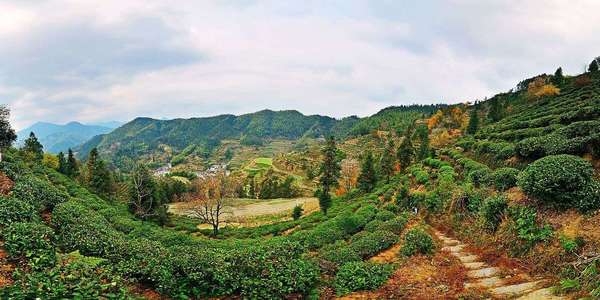 Wide-angle view of tea plantations wrapping around edge of pic, looking down into a valley, with orange foliage about