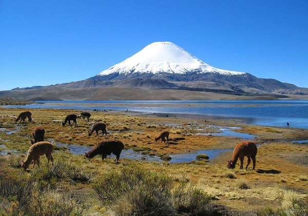 Snow-capped volcano against a blue sky, llamas grazing in low, flat swampy area in foreground, with water between the llamas and volcano