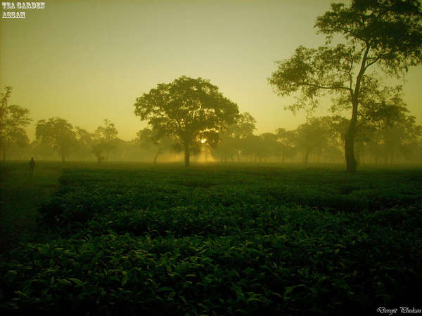 Flat tea garden with sun low on horizon, golden lighting