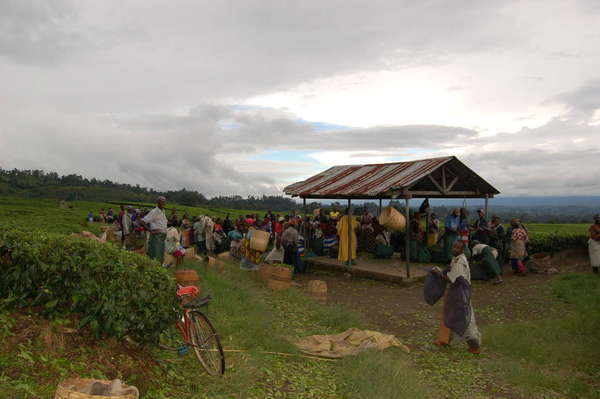 People with colorful outfits gathering in a tea plantation near a small structure, under a mostly-gray sky