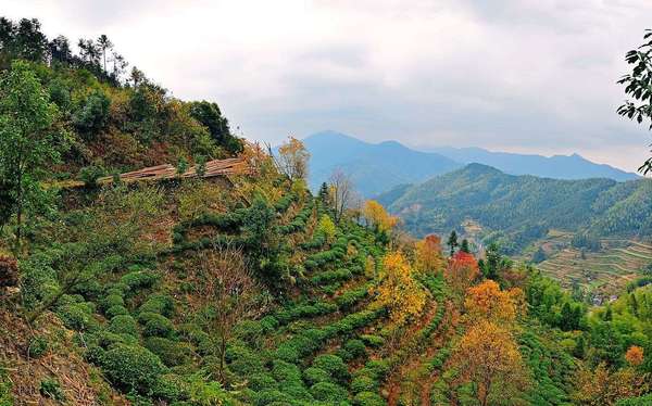 Rows of green tea bushes on a hillside with scattered deciduous trees in bright orange and yellow colors