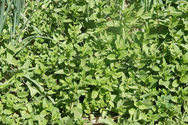 Dense mint plants showing symmetrical growth and opposite leaves, with a few other plants sticking up through them