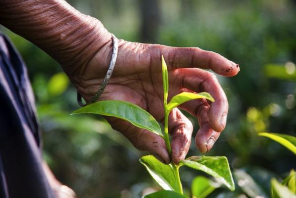 A tea picker's hand holding a tea shoot about to be plucked, with the two top leaves and a bud