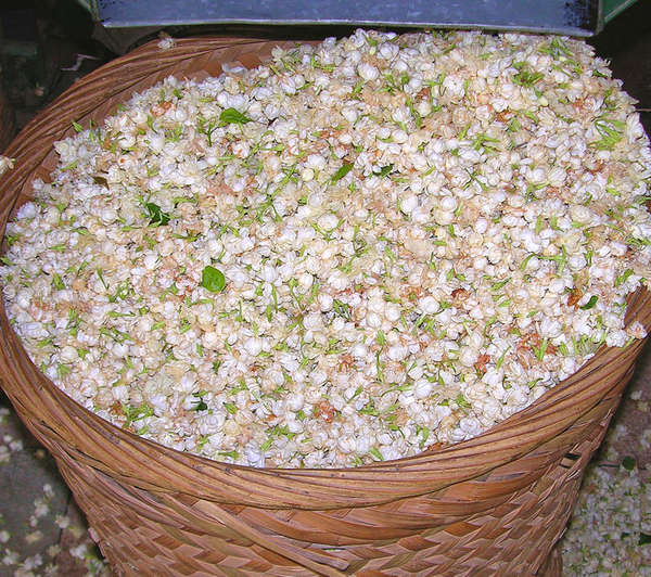 Basket filled with lots of white flowers and a few green leaves